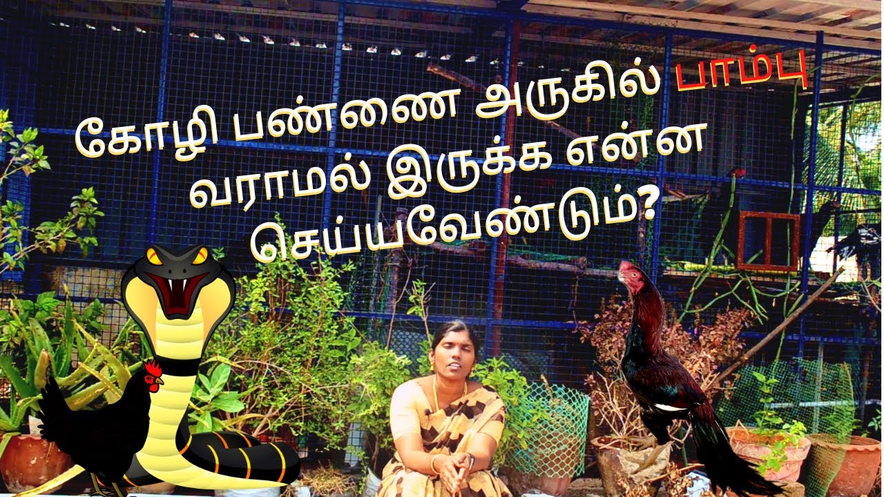 கோழி பண்ணை அருகில் பாம்பு வராமல் இருக்க என்ன செய்யவேண்டும்? | How to trap snake from poultry
