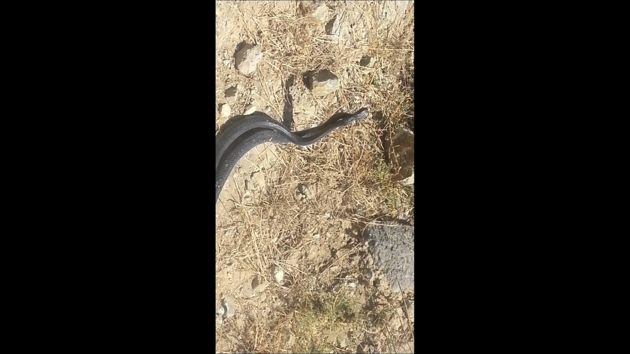 Turkish life.. snakes