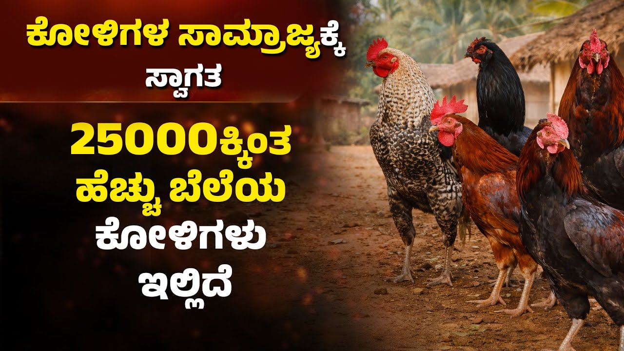 ನಲ್ಲೂರು ಬಜಗೋಳಿ ಕಂಬಳ ಟೀಮ್ ಮಾಲೀಕರು ದಿನೇಶ್ ಭಂಡಾರಿ ರವರ ಮನೆಯಲ್ಲಿದೆ 50ಕ್ಕೂ ಹೆಚ್ಚು ಕೋಳಿಗಳು
