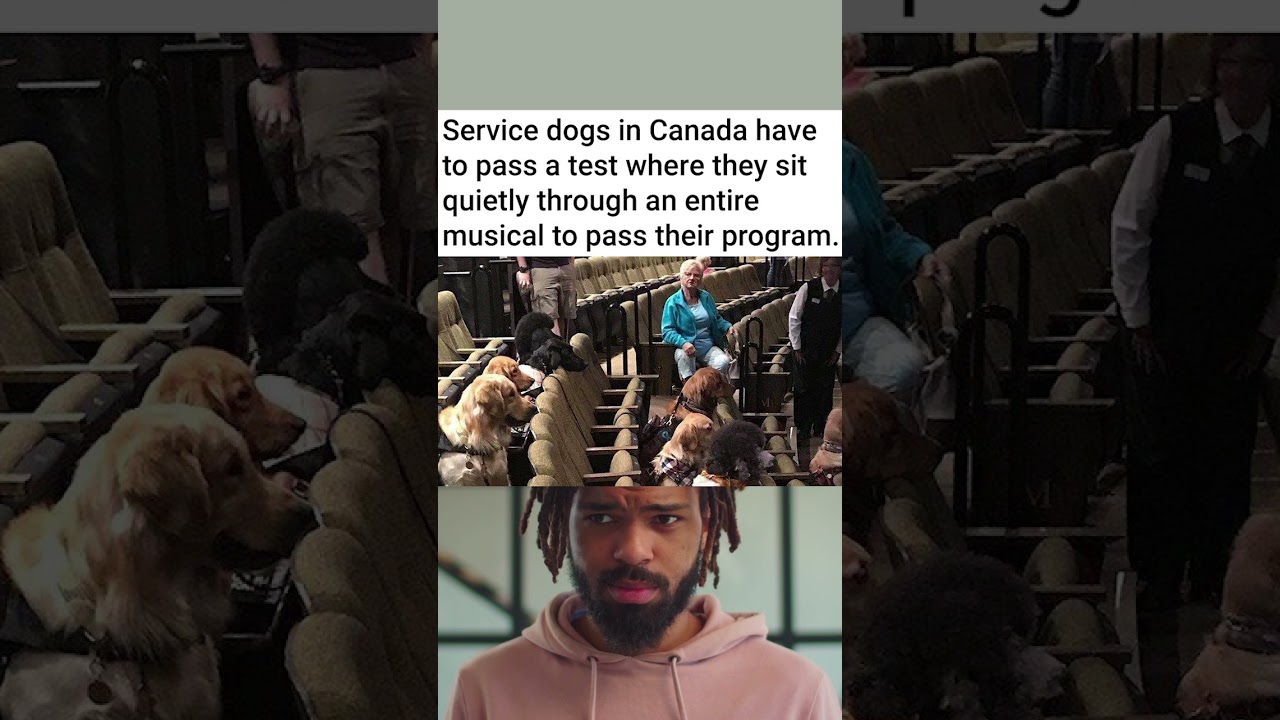Service dogs in Canada sit through a musical