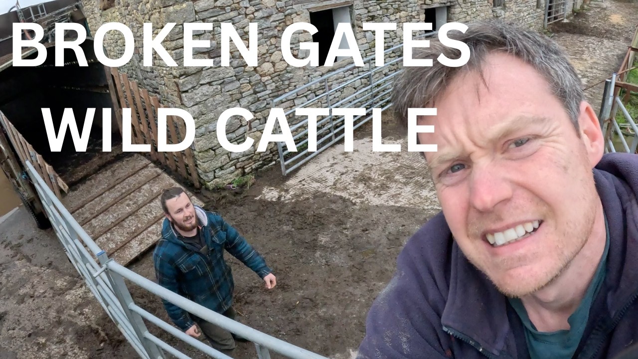 MOVING MY MATES CATTLE GONE WRONG