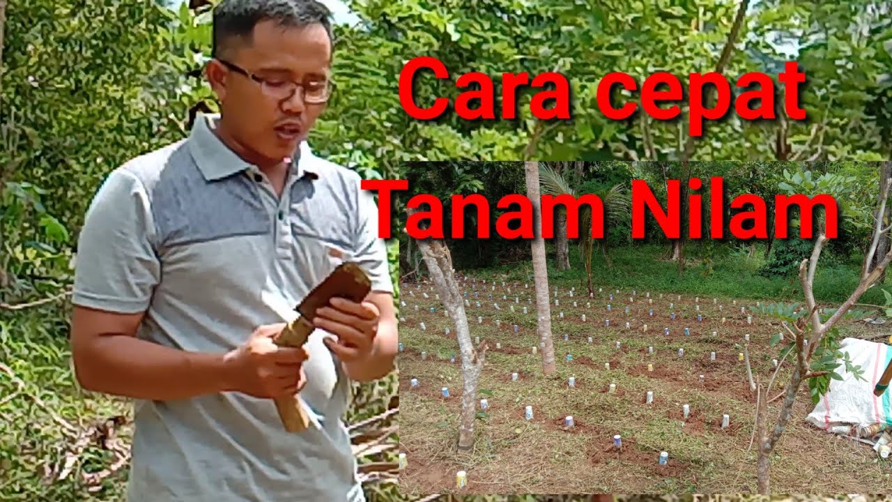 cara cepat tanam Nilam