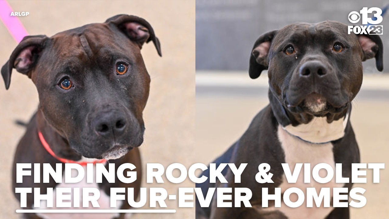 Meet Rocky and Violet: An adorable duo looking for a home together
