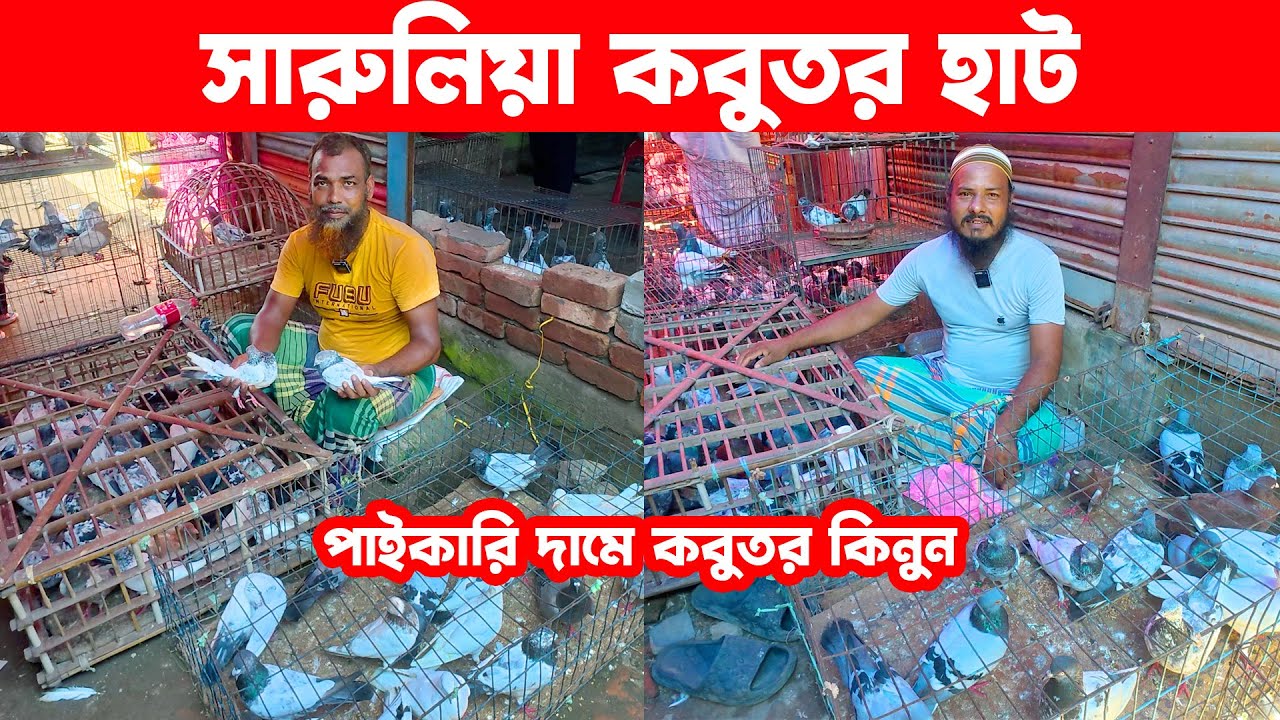 সারুলিয়া কবুতর হাট ১-৯-২০২৫ | kobutor hat | today pigeon market in bd | Saroliya kobutor hat