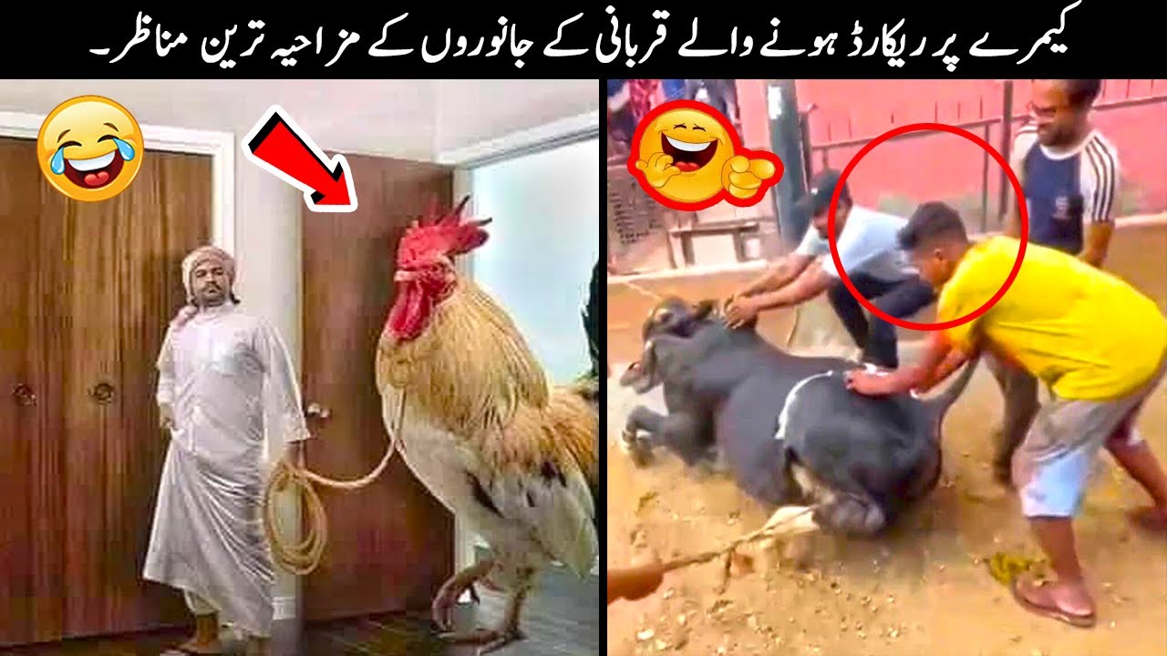20 Qurbani Animals Funny Moments Caught On Camera