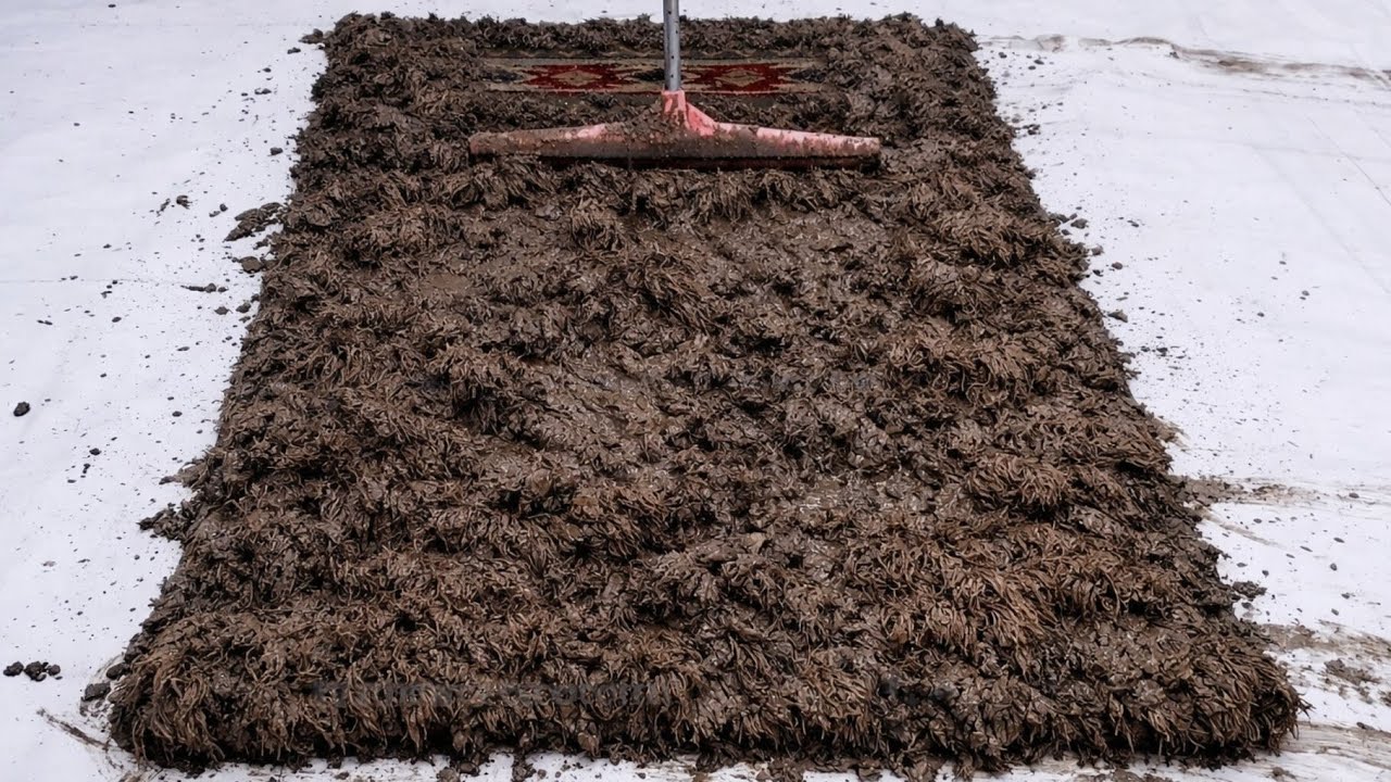 The True Power of a Metal Scraper - The Best Home Method to Save a Dirty Carpet