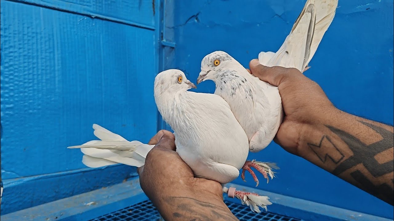 Super Quality 4 Jode Available Cnt 9646754608 #shivam#nahar#pigeon#farm india All Over Delivery 🚚