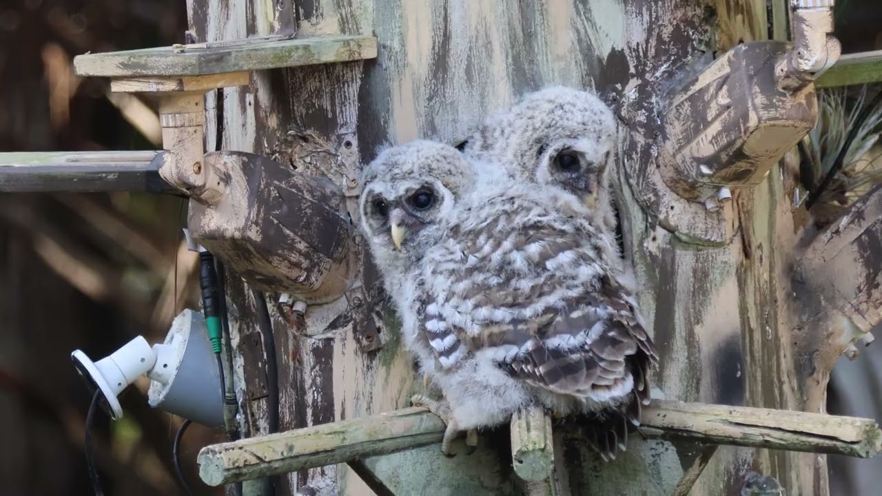OwlWatch Owlet - stumble , ready to branch