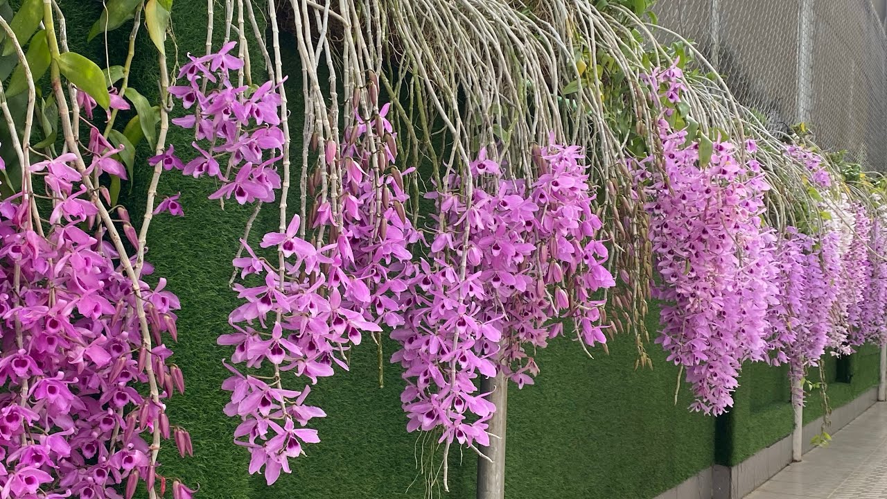 Ngắm hoa c&ugrave;ng T&uacute; nh&agrave;
