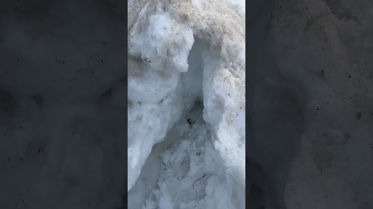 #snow #puppy destroying a snow pile tunnel before it melts