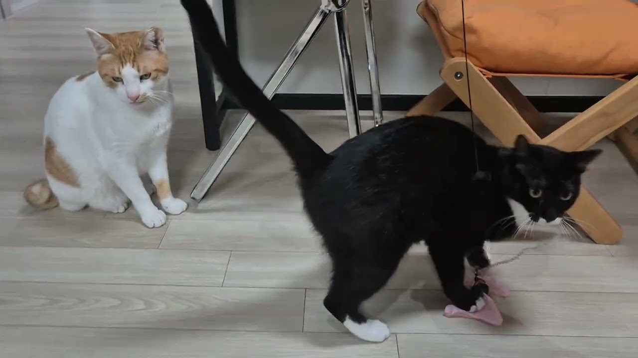 노느라 정신없는 찰밥과 여유로운 뚜식