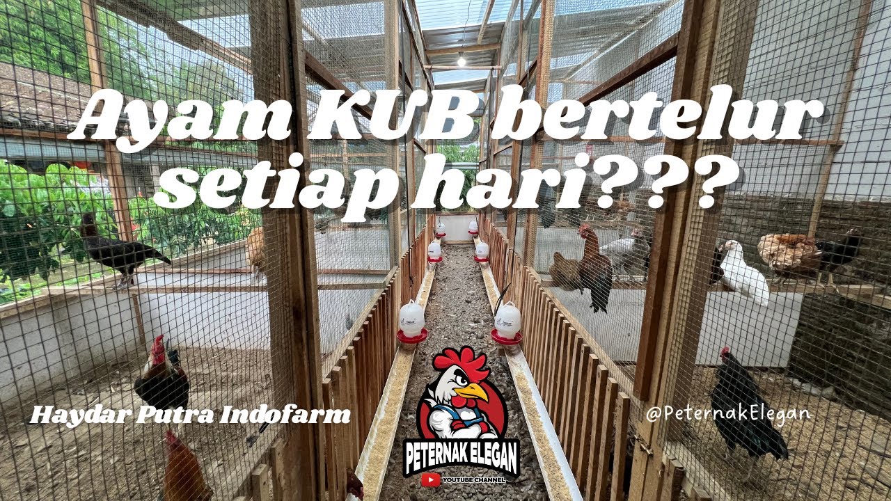 AYAM KUB BERTELUR SETIAP HARI BIKIN PETERNAK HEPI