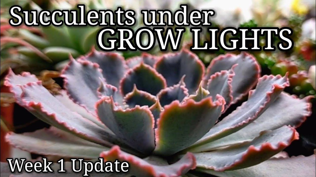 Mars Hydro Grow Journal TS 1000 || Succulents under Growlights Week 1 🇵🇭 #marshydrosp6500