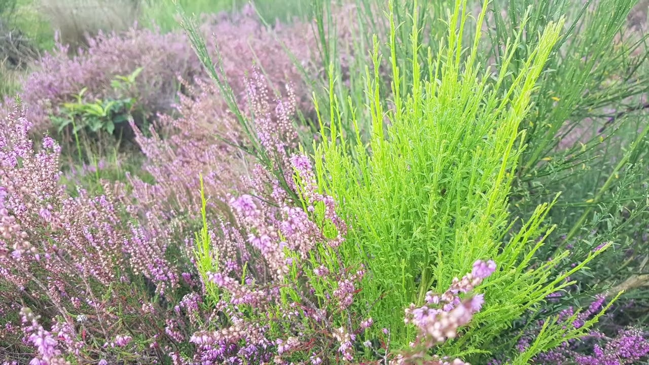 Bussumerheide