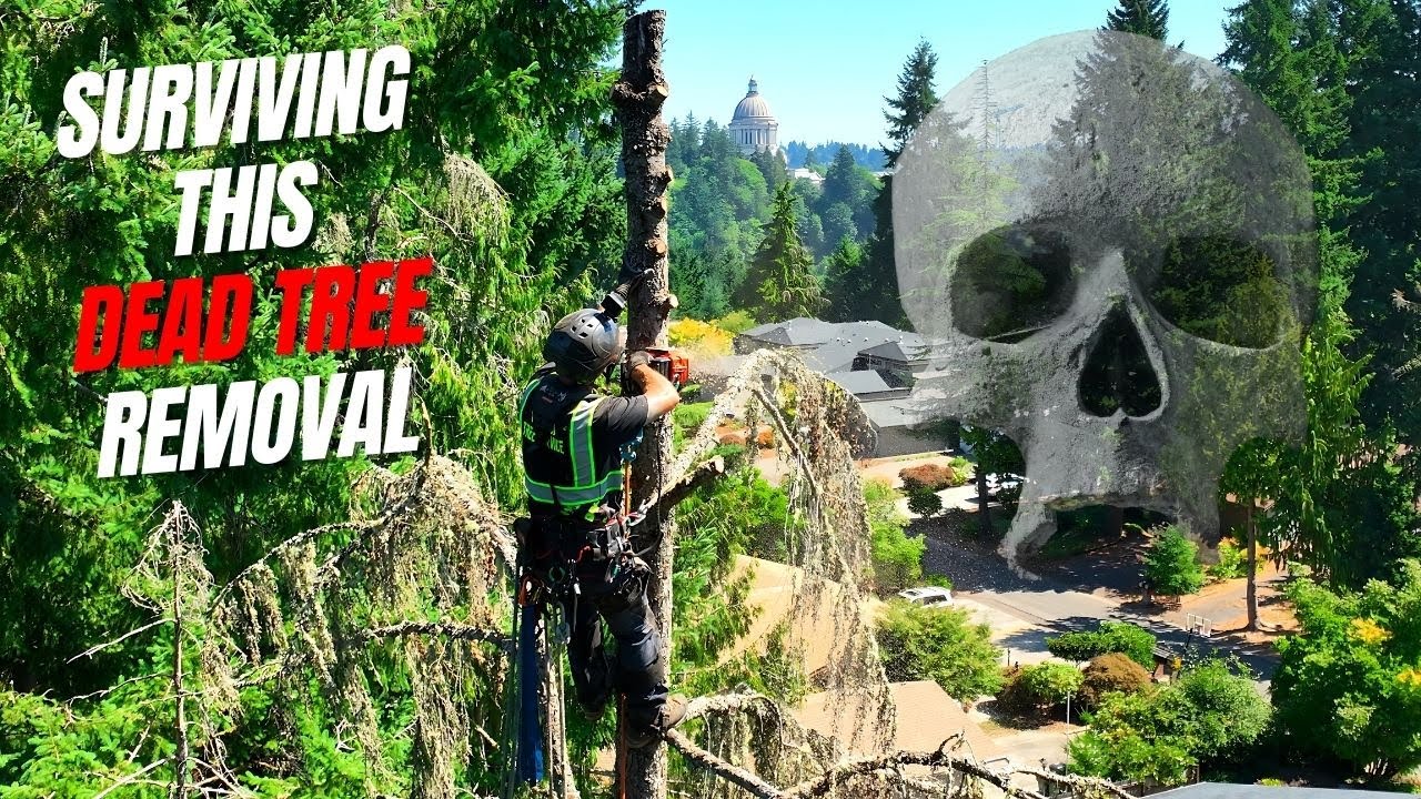 Dead Tree Removal | No Drop Zone | 60 Foot Cliff!