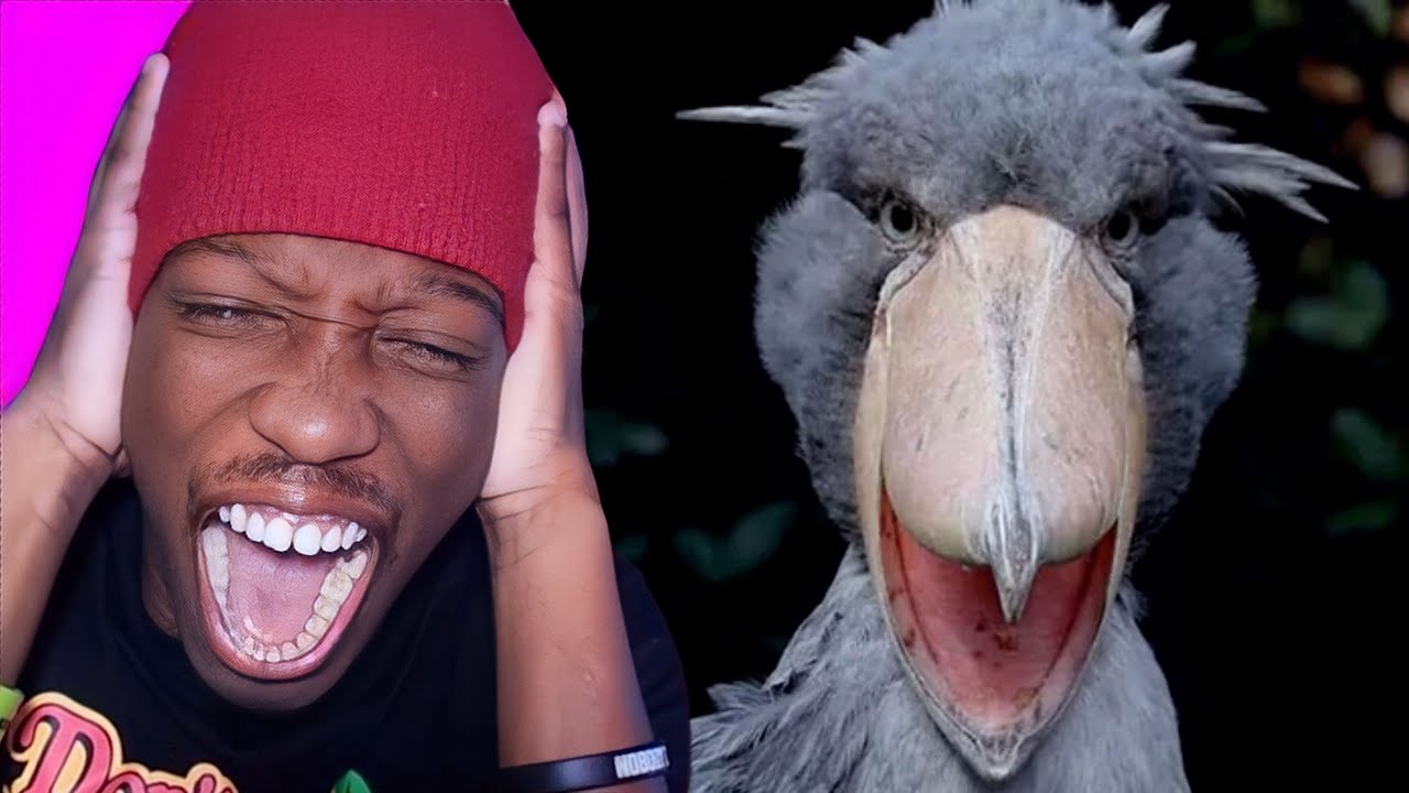THE SCARIEST BIRD SOUNDS