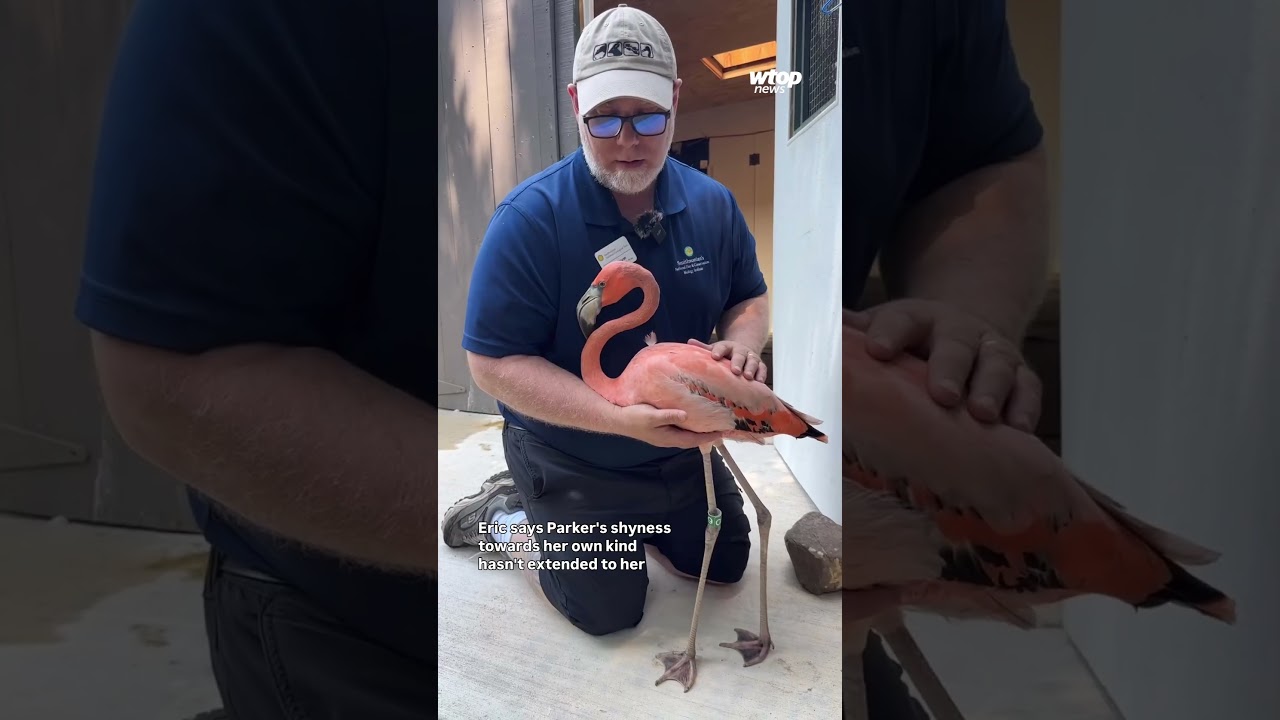 This flamingo at DC&rsquo;s National Zoo has become a regular at staff meetings
