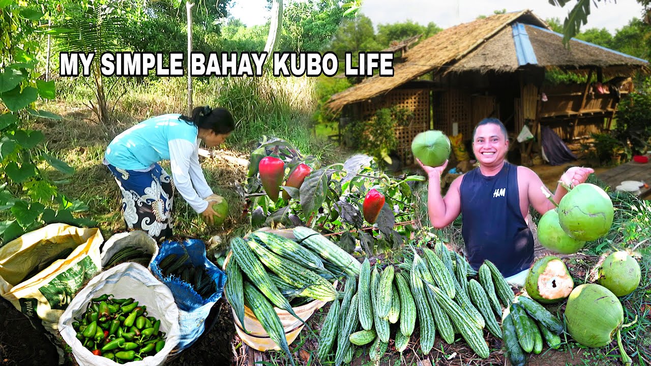 KUBO LIFE: Plentiful Harvest Of Ampalaya, Buko, Cucumber,  Bell Peppers & Leafy Veggies