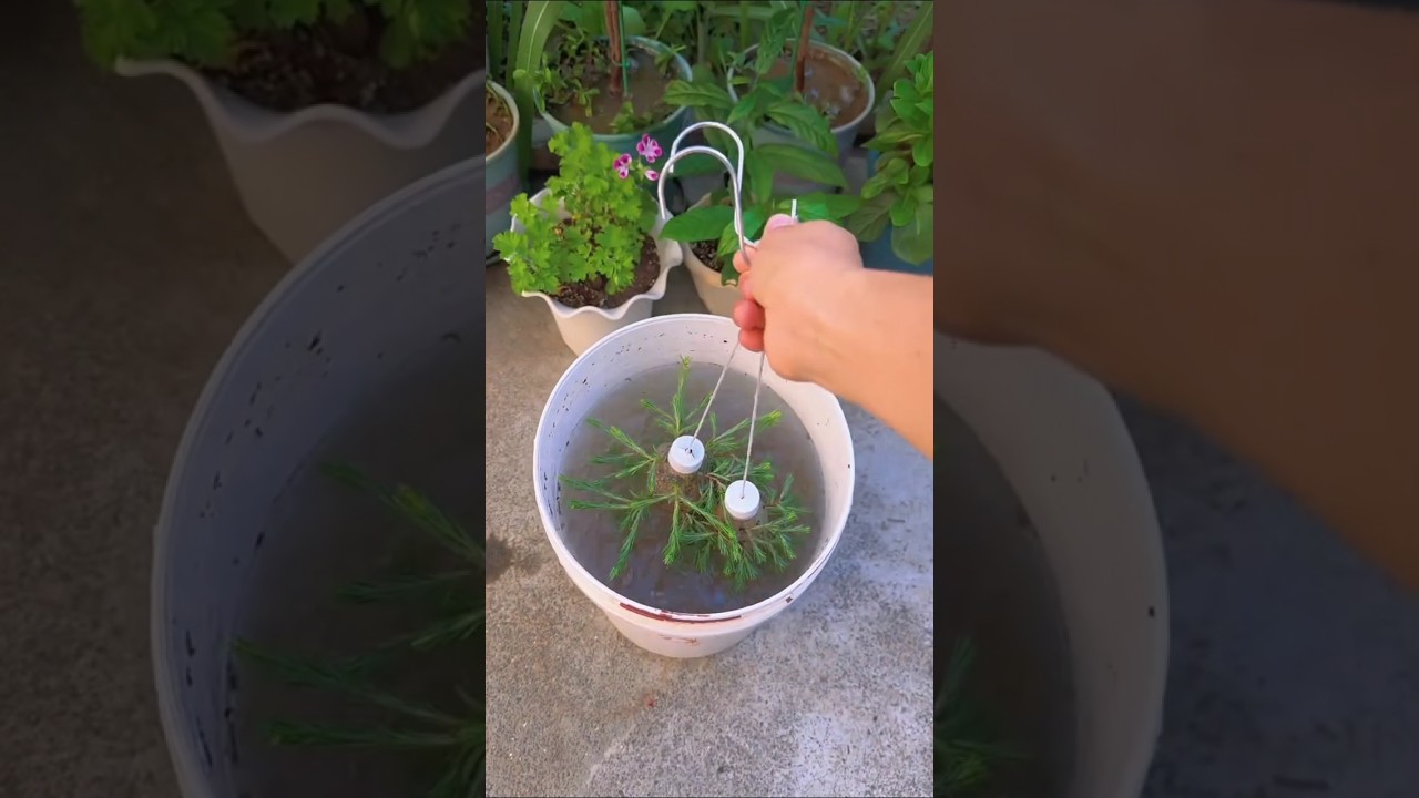 come and see, how to water #shorts #garden #plantsofindia #flower #exoticplants #homeplants