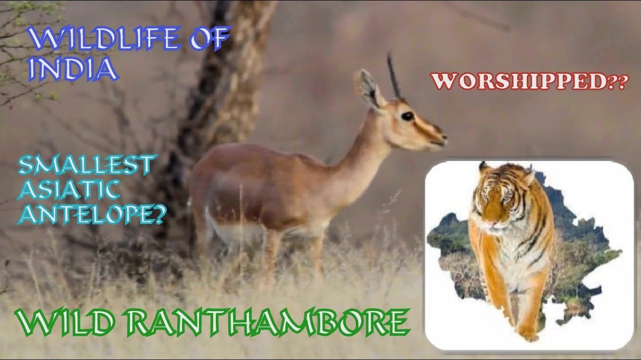 Chinkara: The Graceful Gazelles | Gazella Bennettii | Chinkara | Indian Wildlife | Wild Ranthambore