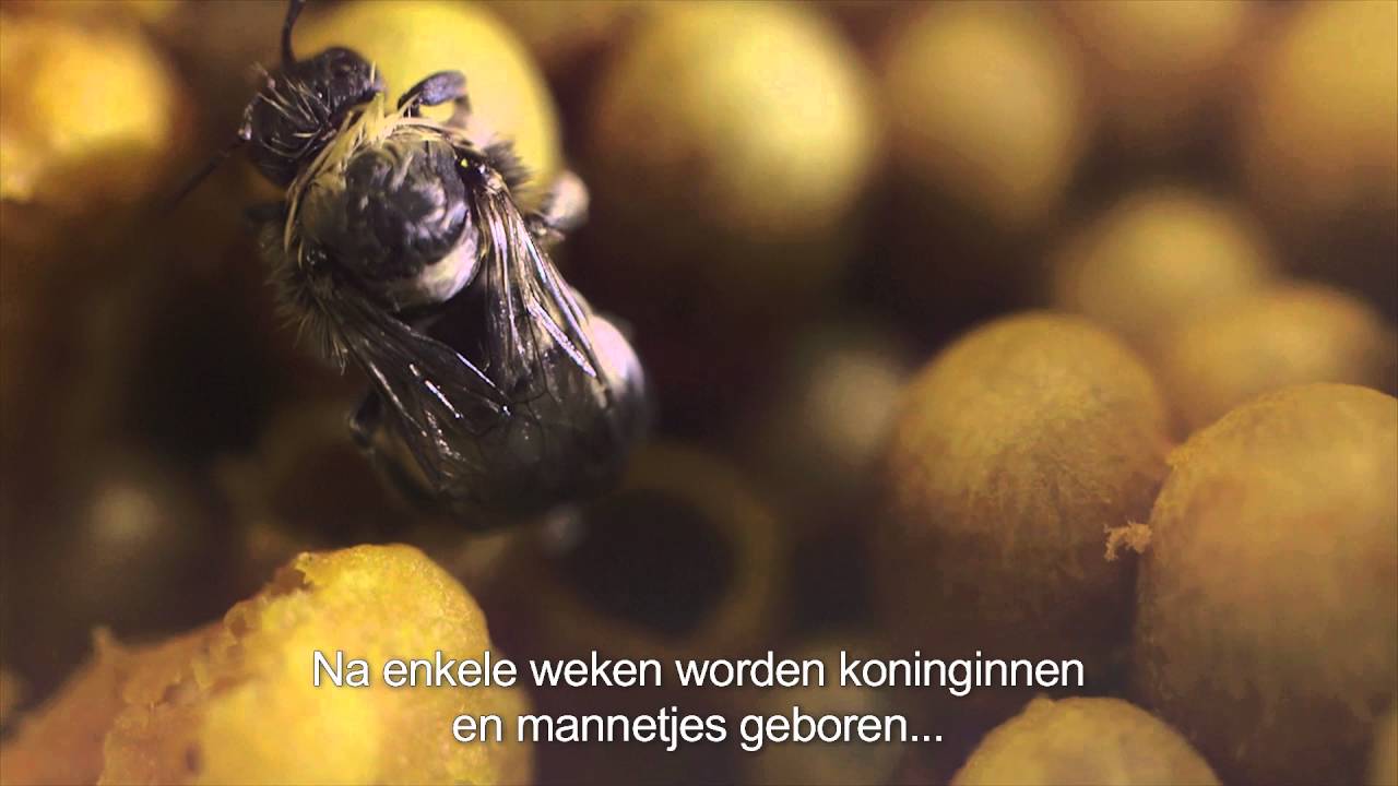Hommel productie - Natupol