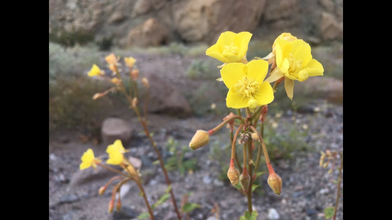 Chylismia cardiophylla (heartleaf suncup)