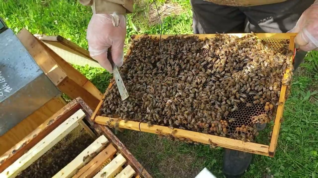 Controllo sciamatura e posa melari: parte pratica 2