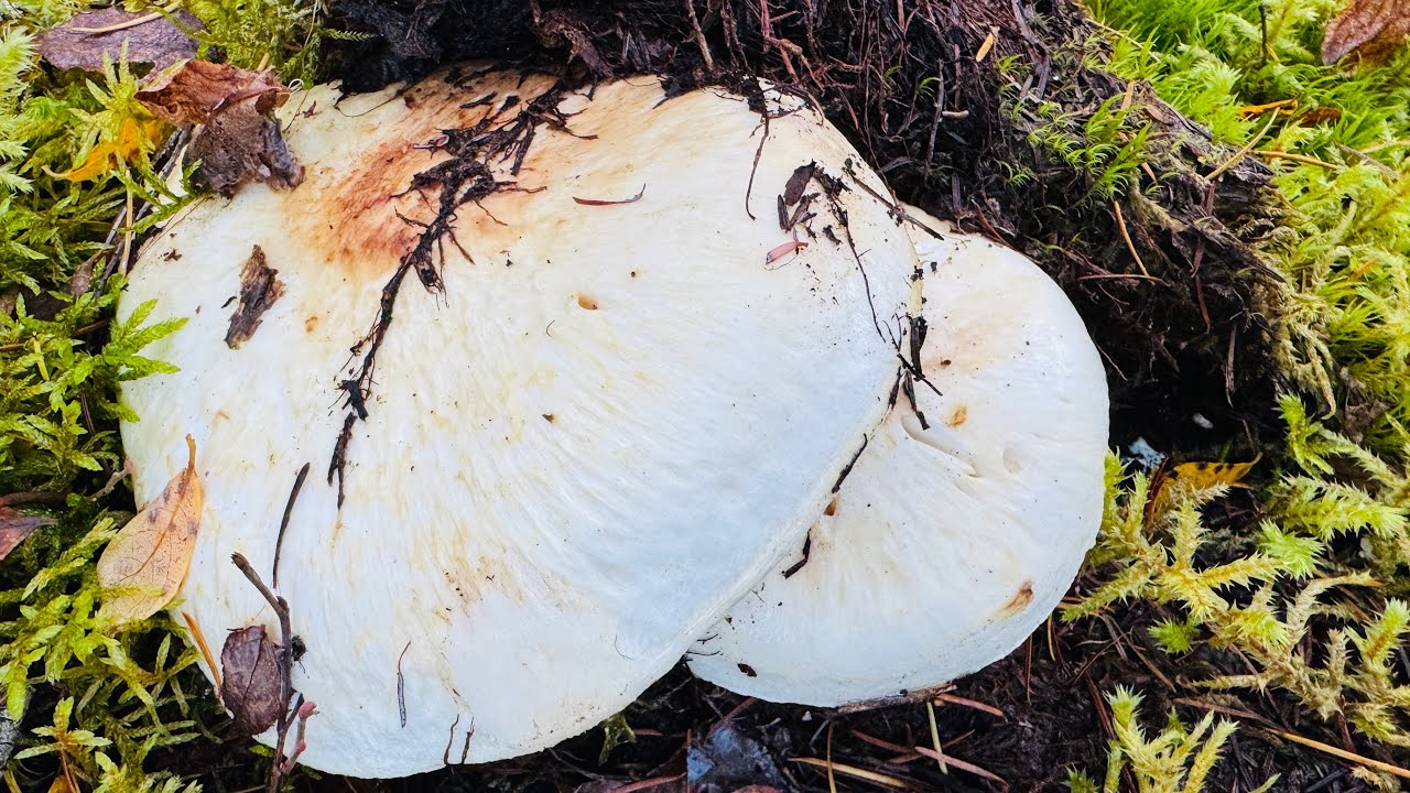 2VC Quá Mai Mắn Cuối Mùa Vẫn Săn Được Nhiều Ổ Nấm Tùng Nhung Khủng 🇨🇦2247》Matsutake | Pine Mushrooms