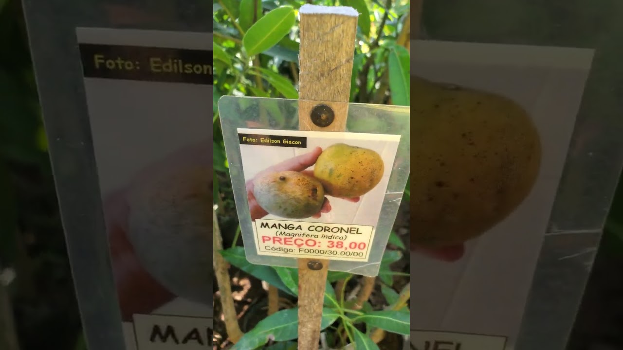 As mangas encontradas no Viveiro Ciprest em Americana SP (15/07/24)