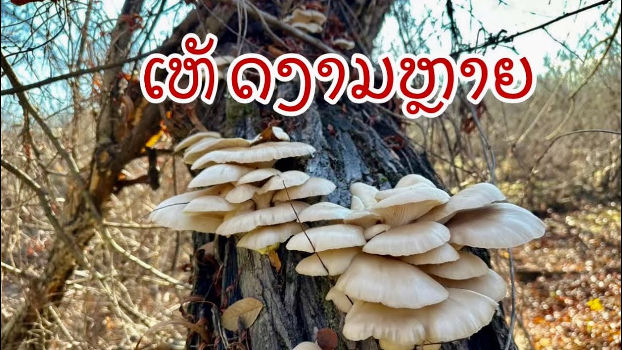 E.p1: ພາກັນໄປຫາເຫັດ🍄🍄🍄 At Dalls Texas USA 12/26/2025