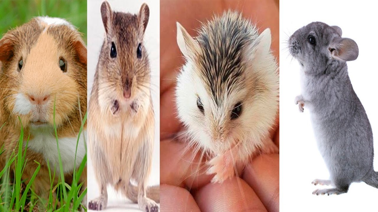 4 DE LOS MEJORES ROEDORES PARA TENER COMO MASCOTA