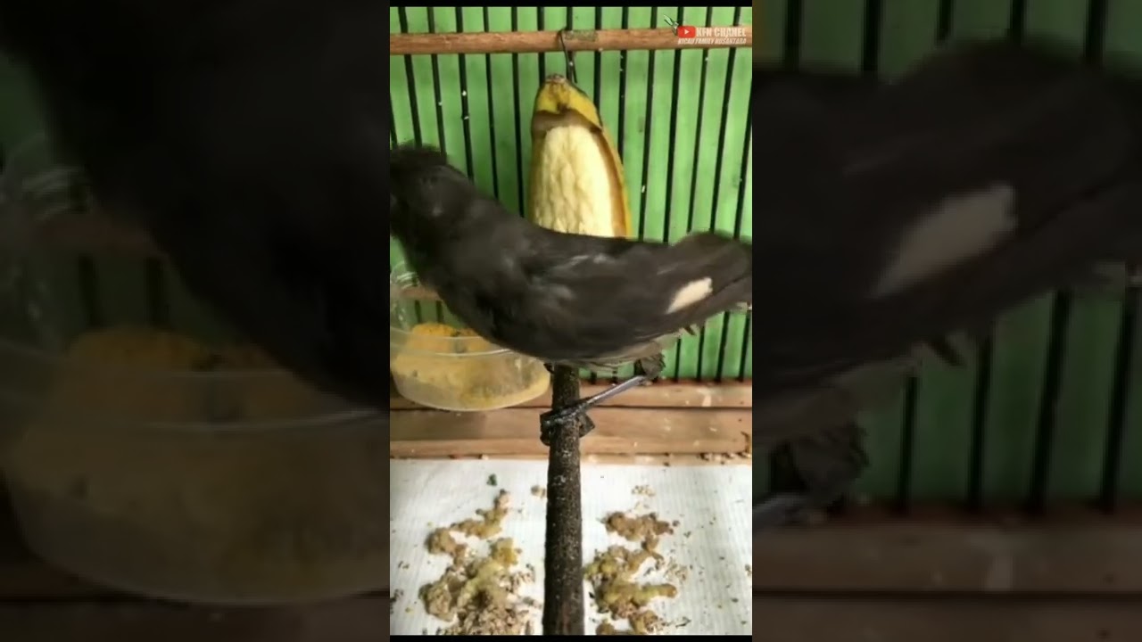 BURUNG MURAI AIR MANCUR ATAU DISEBUT MURAI AIR || MURAI AIR GACOR