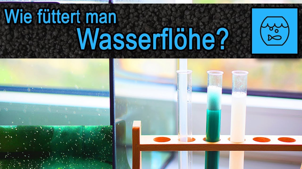 Wie f&uuml;ttert man Wasserfl&ouml;he? Wasserfl&ouml;he z&uuml;chten - Daphnia Zuchtbecken - Lebendfutter Aquarium