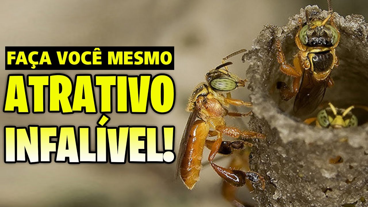 👍 7 Dicas para fazer um ótimo atrativo para abelhas sem ferrão