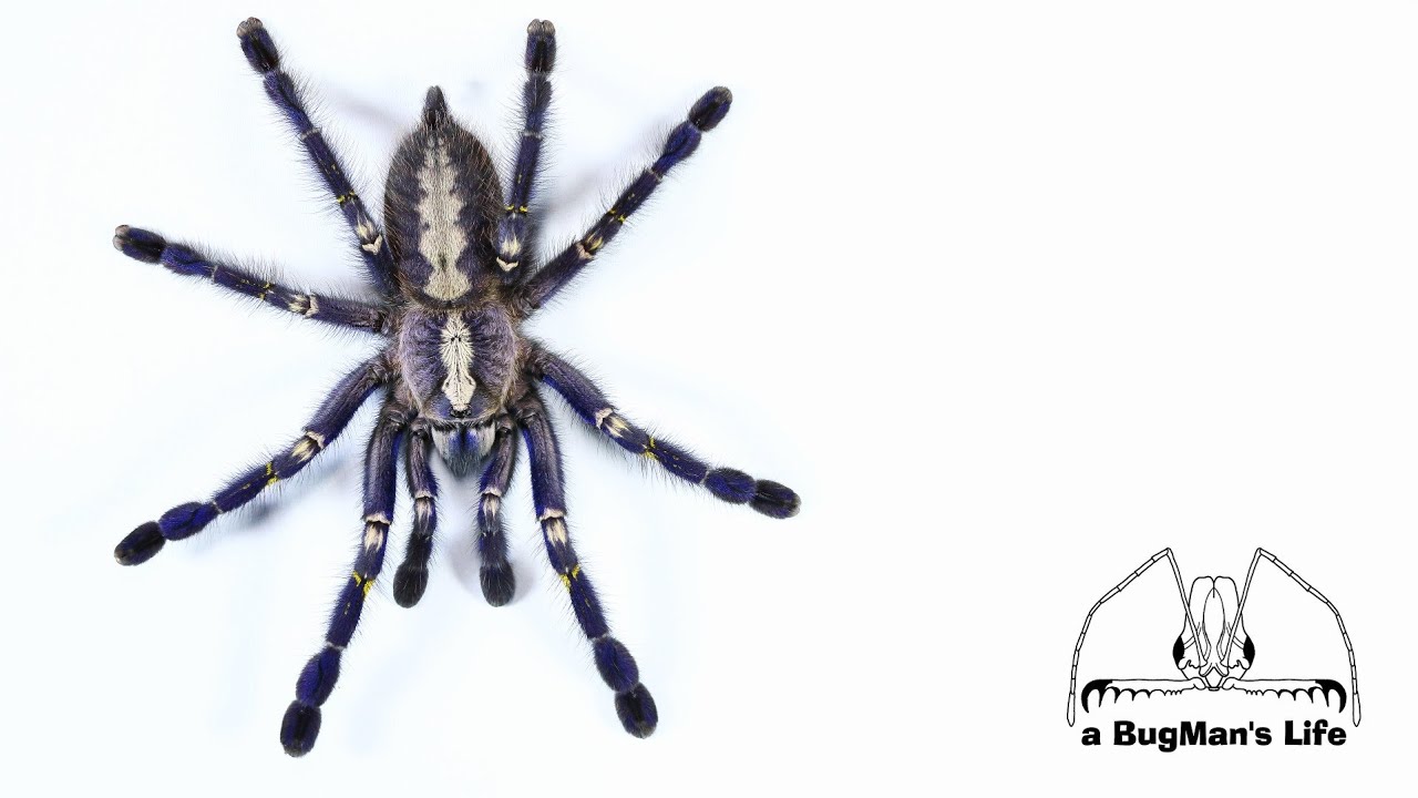 Gooty ornamental tarantula - Poecilotheria metallica! Medically significant?
