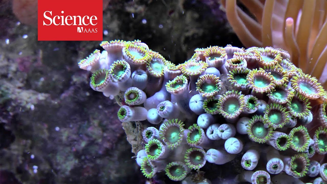 Corals can still grow their &lsquo;bones&rsquo; in acid waters