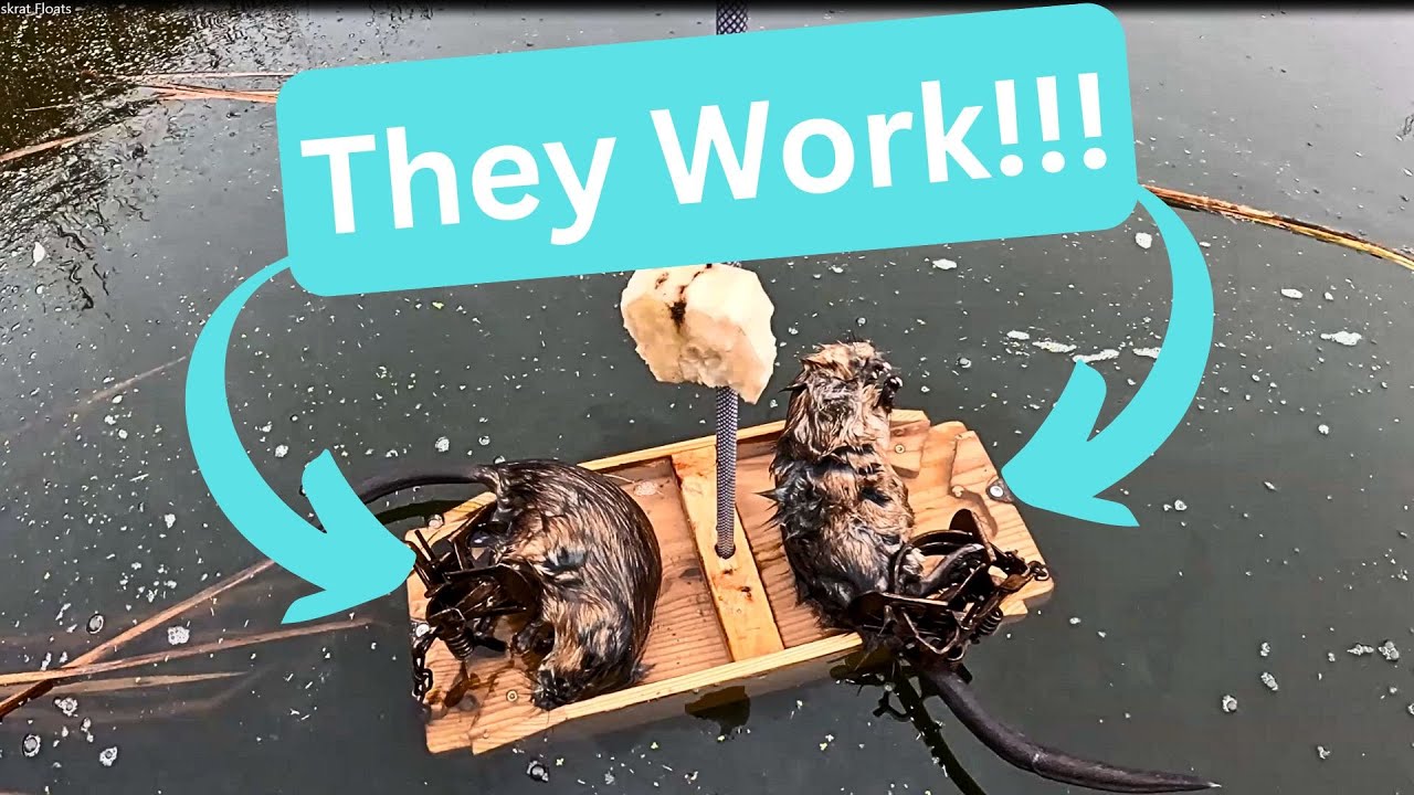 Методы отлова – поплавки для ондатры