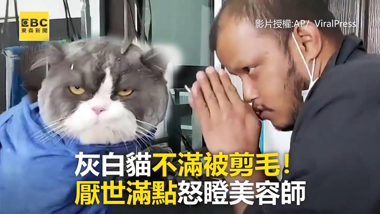灰白貓不滿被剪毛！厭世滿點怒瞪美容師 @newsebc