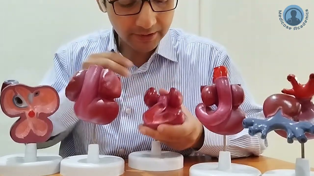 Development of Heart (Model)