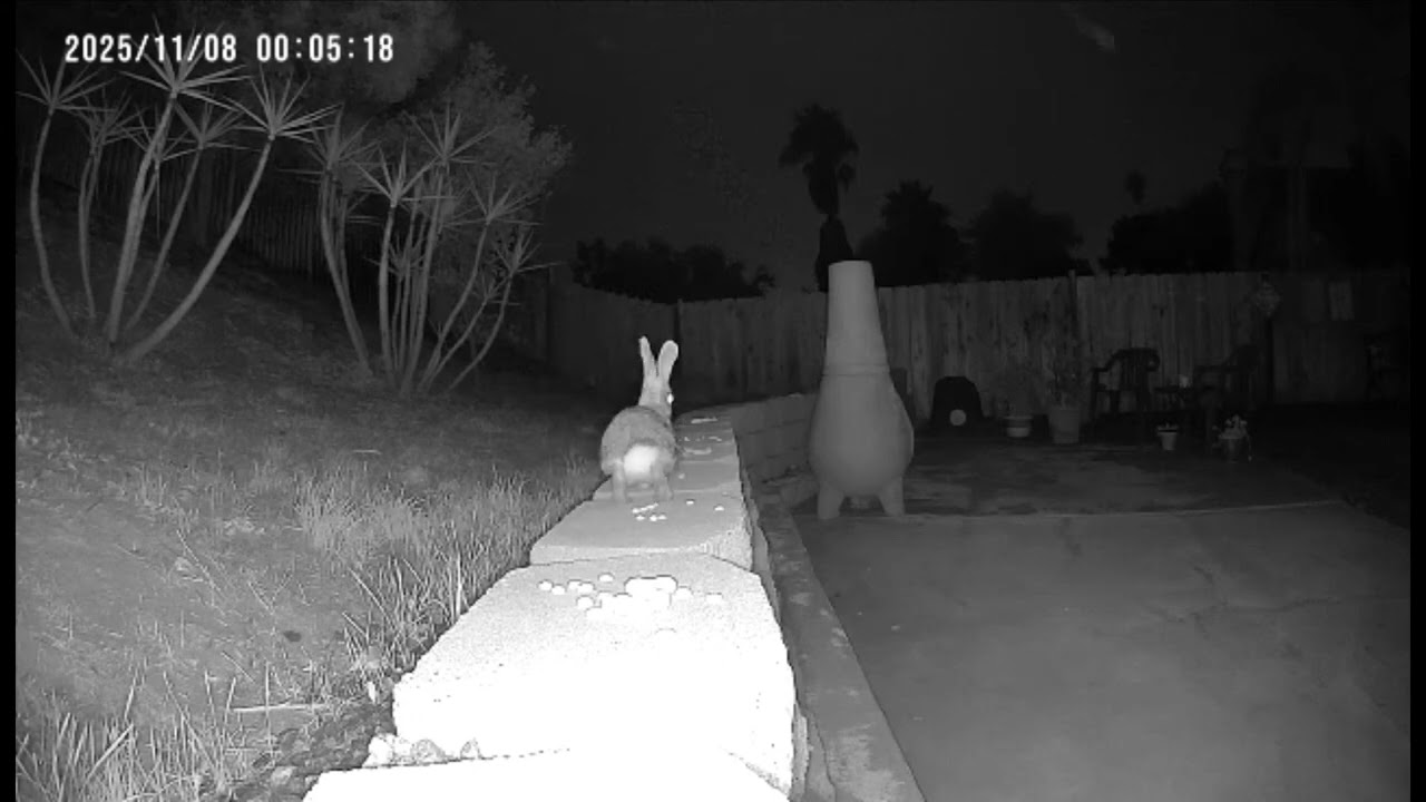   🐇 
