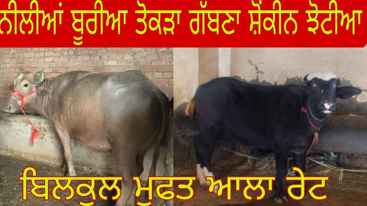 ਫ਼ੋਨ 95926-60561 ਬੂਰੀਆਂ ਕਾਲੀਆ ਝੋਟੀਆਂ ਤੋਕੜਾ ਗੱਬਨ੍ਹਾ ਬਿਲਕੁੱਲ ਜਾਇਜ਼ ਰੇਟ ਵਿੱਚ ਨਗੀਨੇ ਲੁੱਟ ਲਓ ਮੇਲਾ 