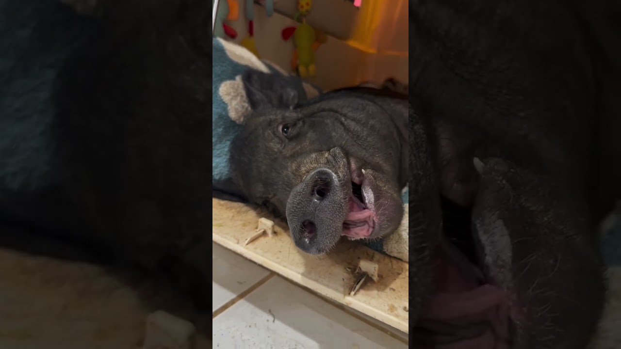 Yearly dose of animal videos 6/8