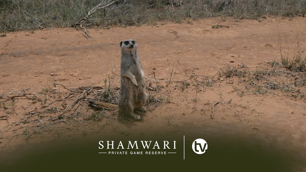 The Wildlife Rehabilitation Centre: A Bat Eared Fox arrives and updates on the meerkat and giraffe