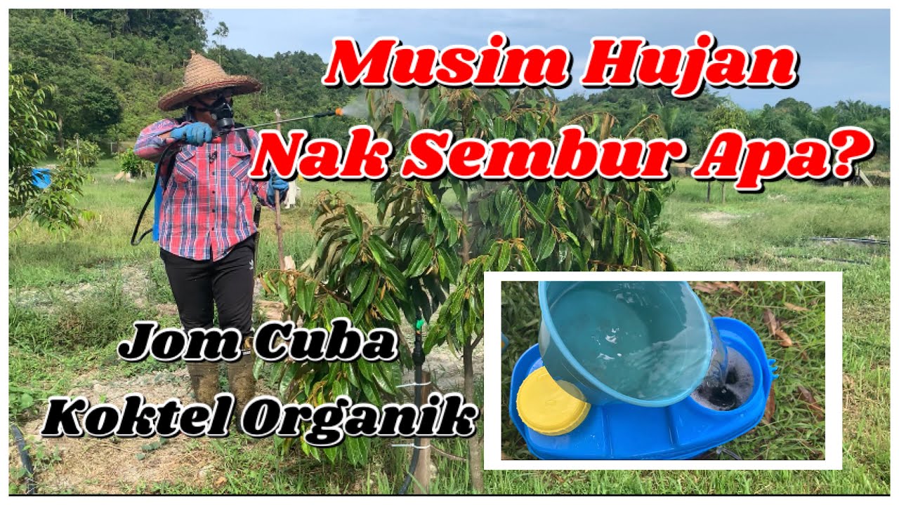 Koktel Organik Selesai Masalah Kulat & Serangga Pada Musim Hujan