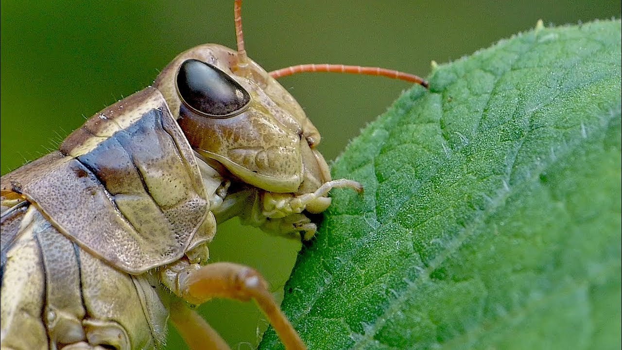 Large Grasshopper Feeding