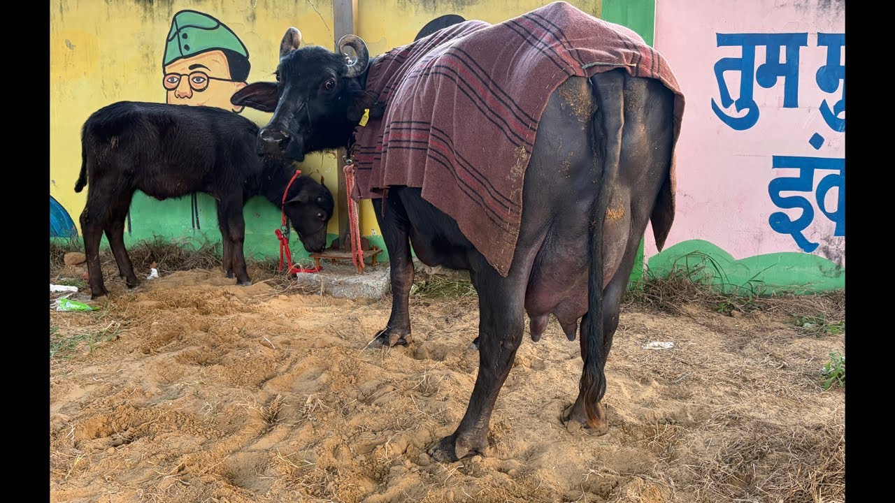 सभी भैंसो ने फिर दिखाया दम, सबके बीच में तोला बढ़िया दूध at Ranjit Chahar Dairy Farm (8059260118)