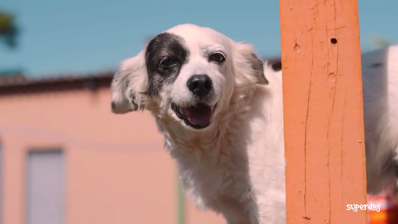 Super Dog - Produtos de Higiene para seu Pet.
