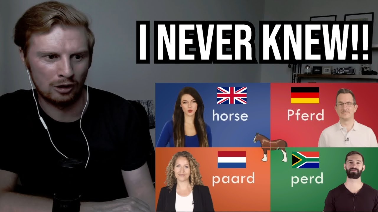 English vs German vs Dutch vs Afrikaans | West Germanic Language Comparison REACTION