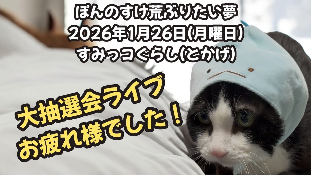 今日のぽんのすけ荒ぶりたい夢 2026年1月26日(月曜日) #cat #ねこ #保護猫 
