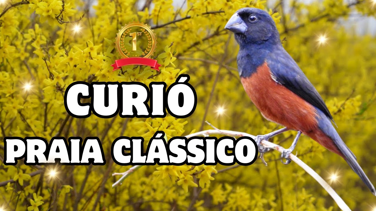 Praia clássico para filhotes!